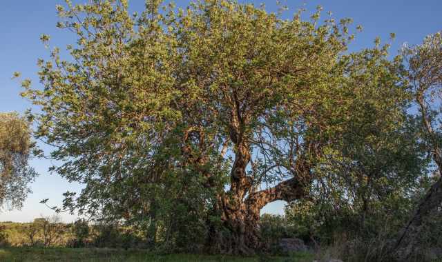 Modugno, il sentiero dei carrubi: per riscoprire gli antichi alberi del "cioccolato dei poveri"